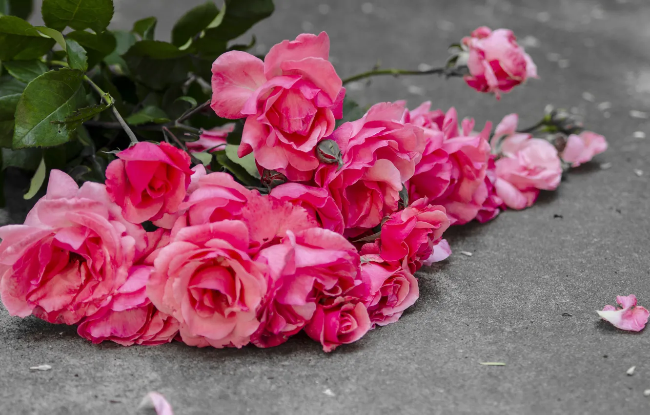 Фото обои цветы, розы, розовые, бутоны, pink, flowers, romantic, petals