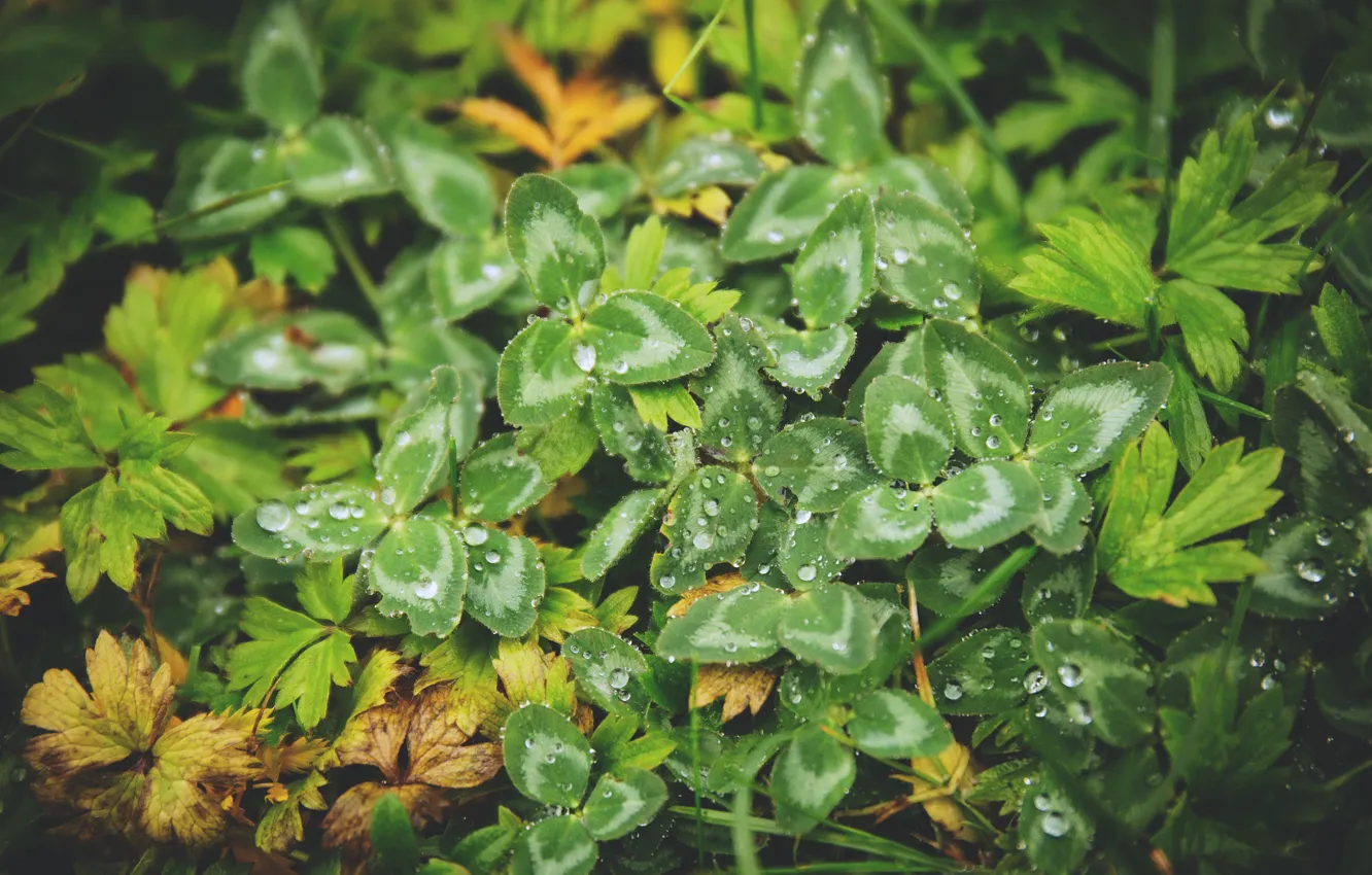 Фото обои Природа, Растение, Nature, Grass, Green, Autumn, Natural, Drops