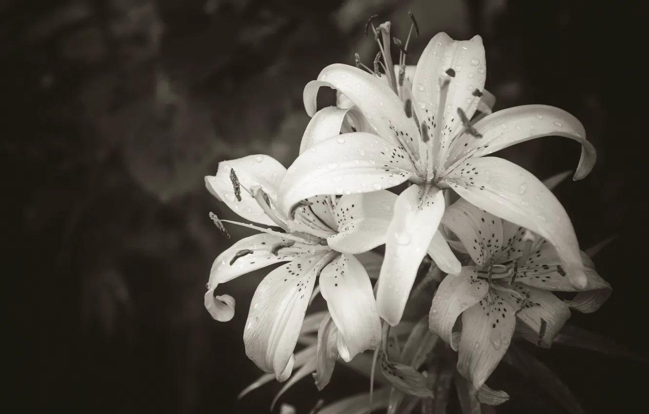 Фото обои цветы, лилия, черно- белый