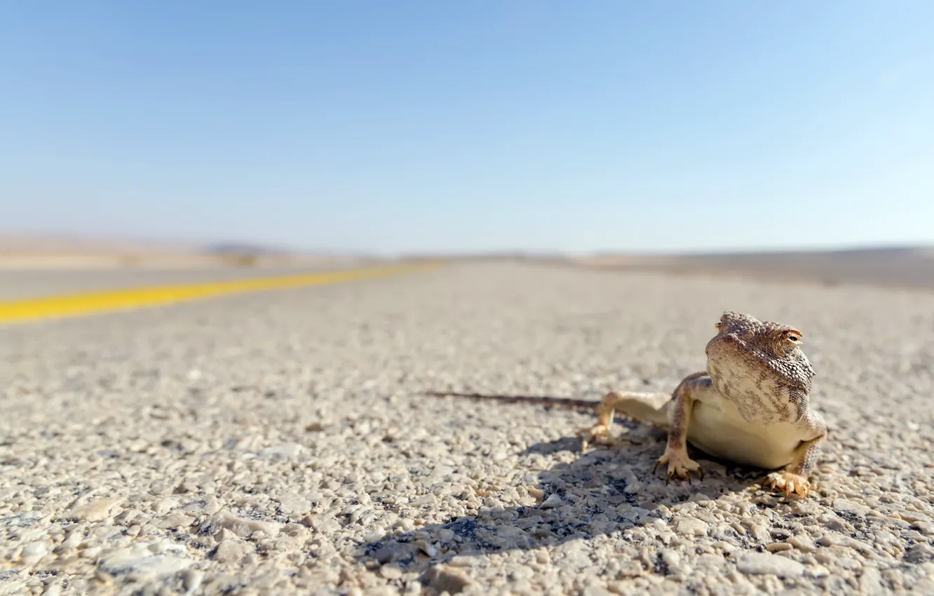 Фото обои дорога, lizard, Trapelus pallidus