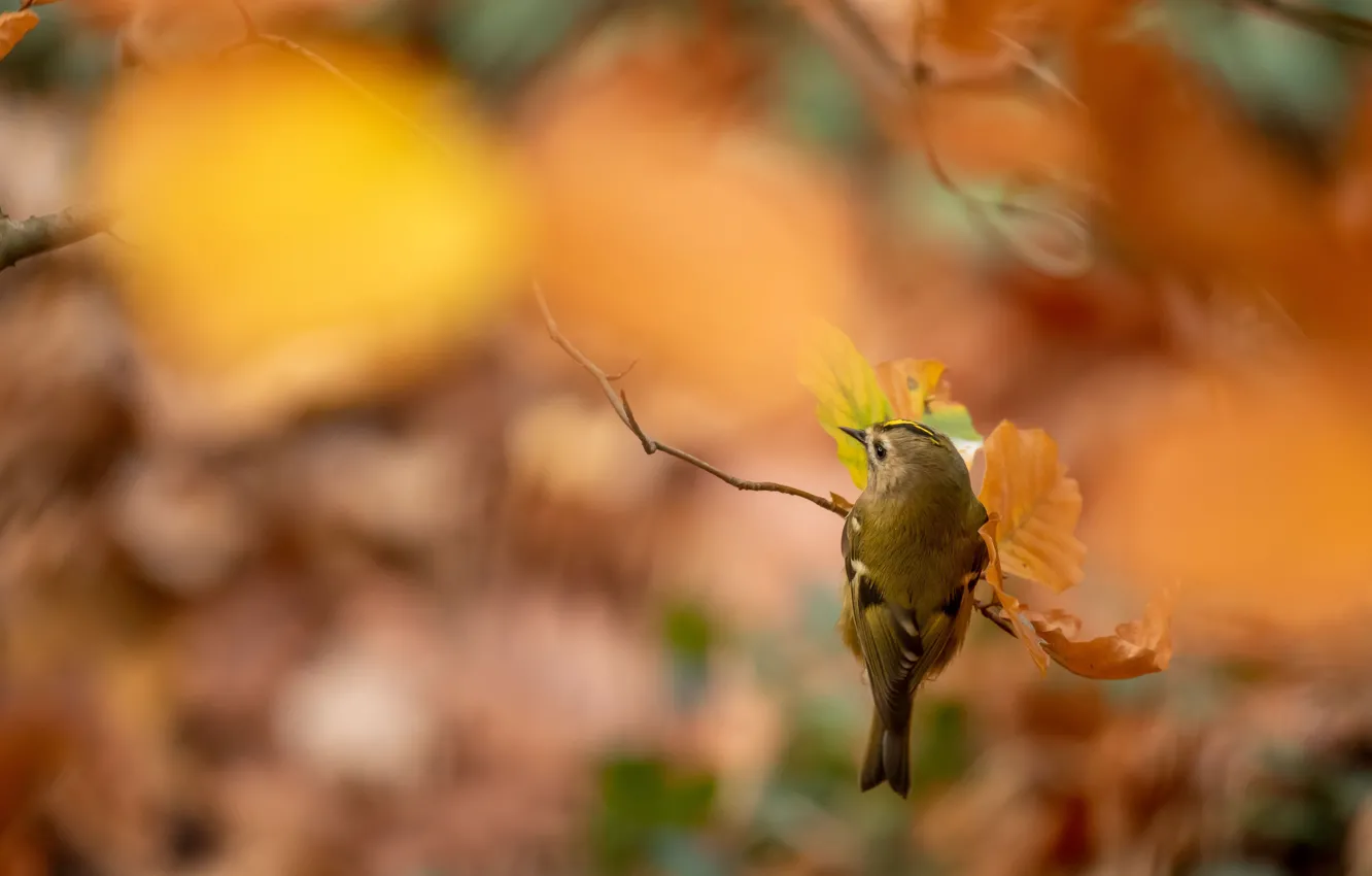 Фото обои осень, листья, птица, размытие, ветка, оранжевый фон, боке, лесной певун