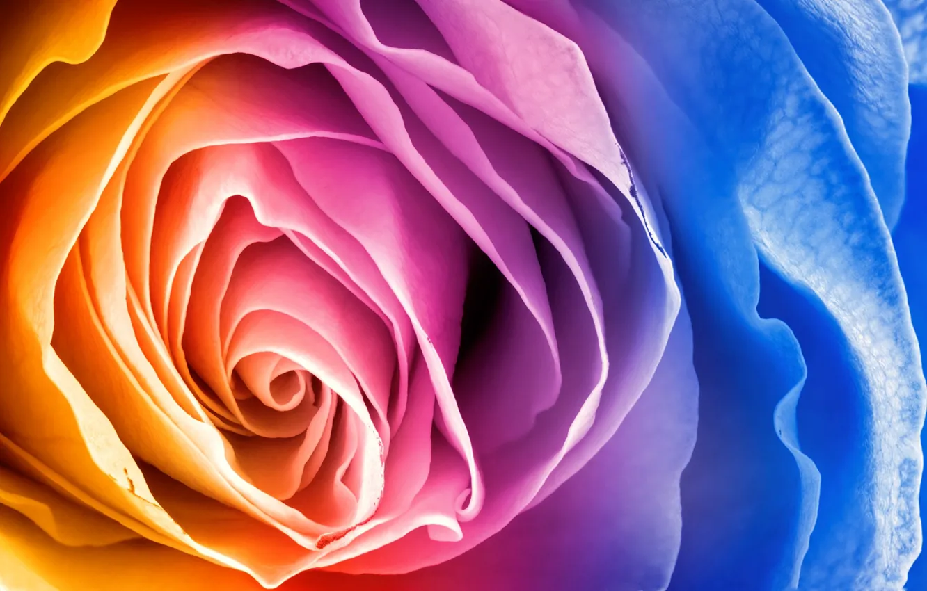 Фото обои цветок, роза, радуга, лепестки