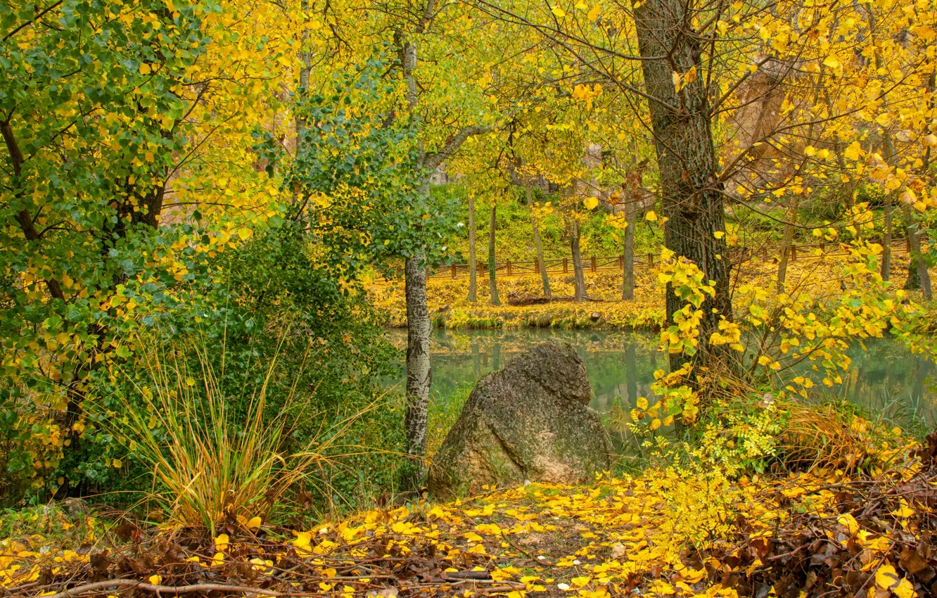 Фото обои Осень, Лес, Fall, Листва, Речка, Autumn, Colors, River