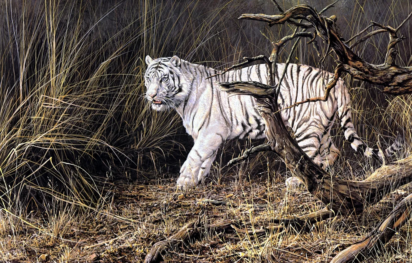 Фото обои осень, животные, тигр, живопись, белый тигр, сухая трава, Alan M. Hunt, валежник