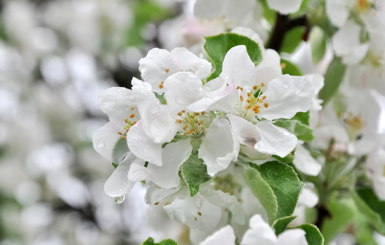 Фото обои макро, дерево, весна, яблоня