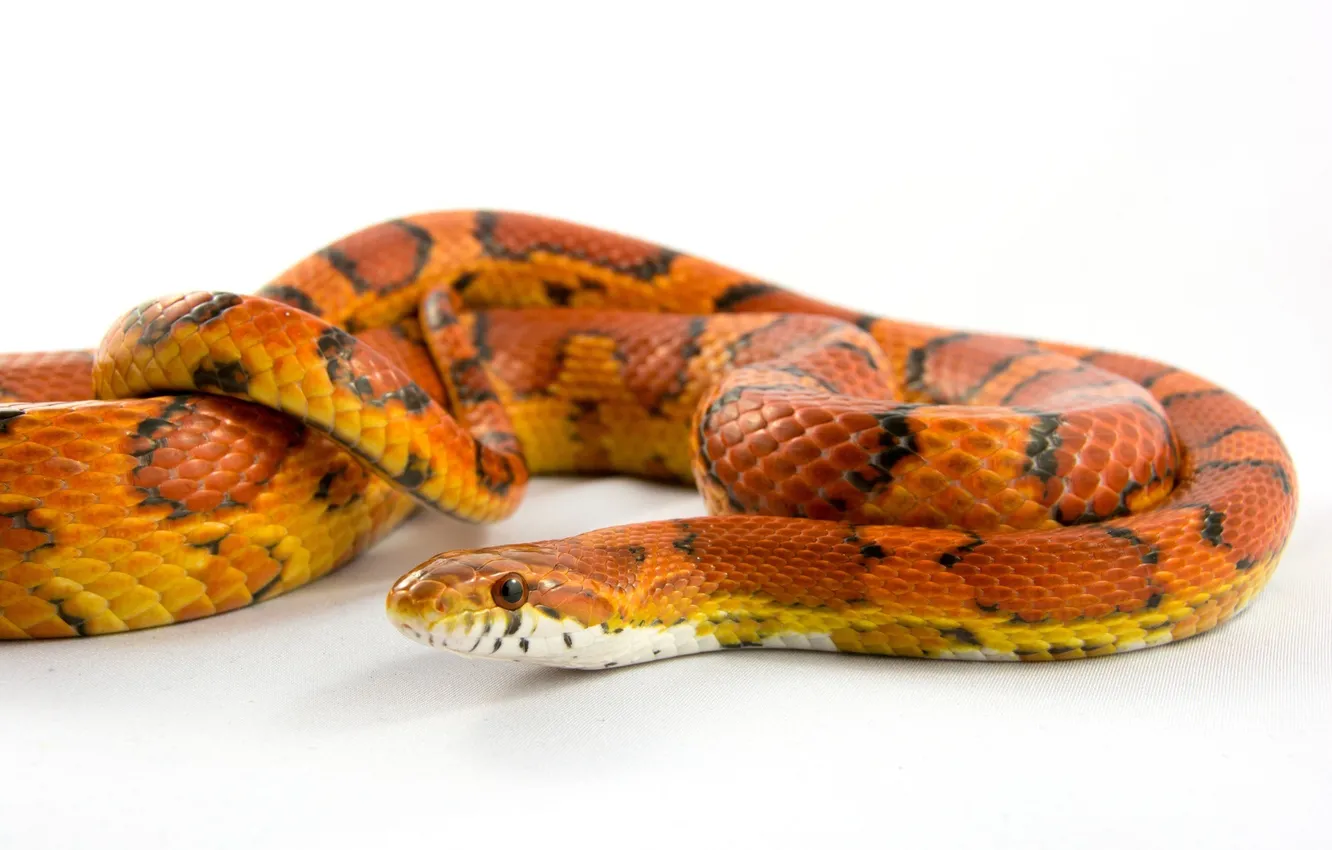 Фото обои макро, змея, оранжевая, светлый фон