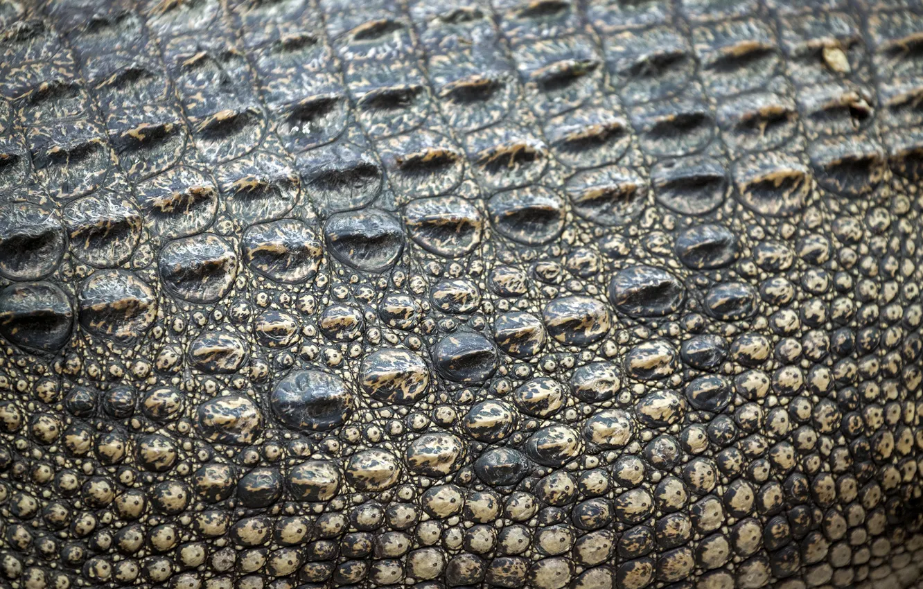 Фото обои кожа, крокодил, texture, leather, crocodile, skin