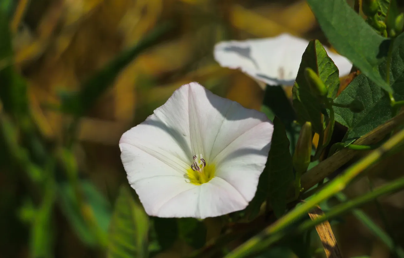 Фото обои white, flower, blooming