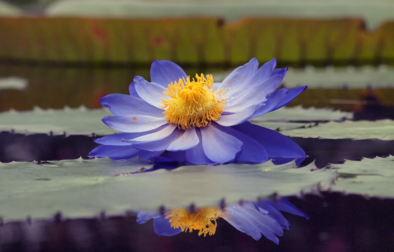Фото обои листья, вода, капли, пруд, отражение, пыльца, голубой, лотос