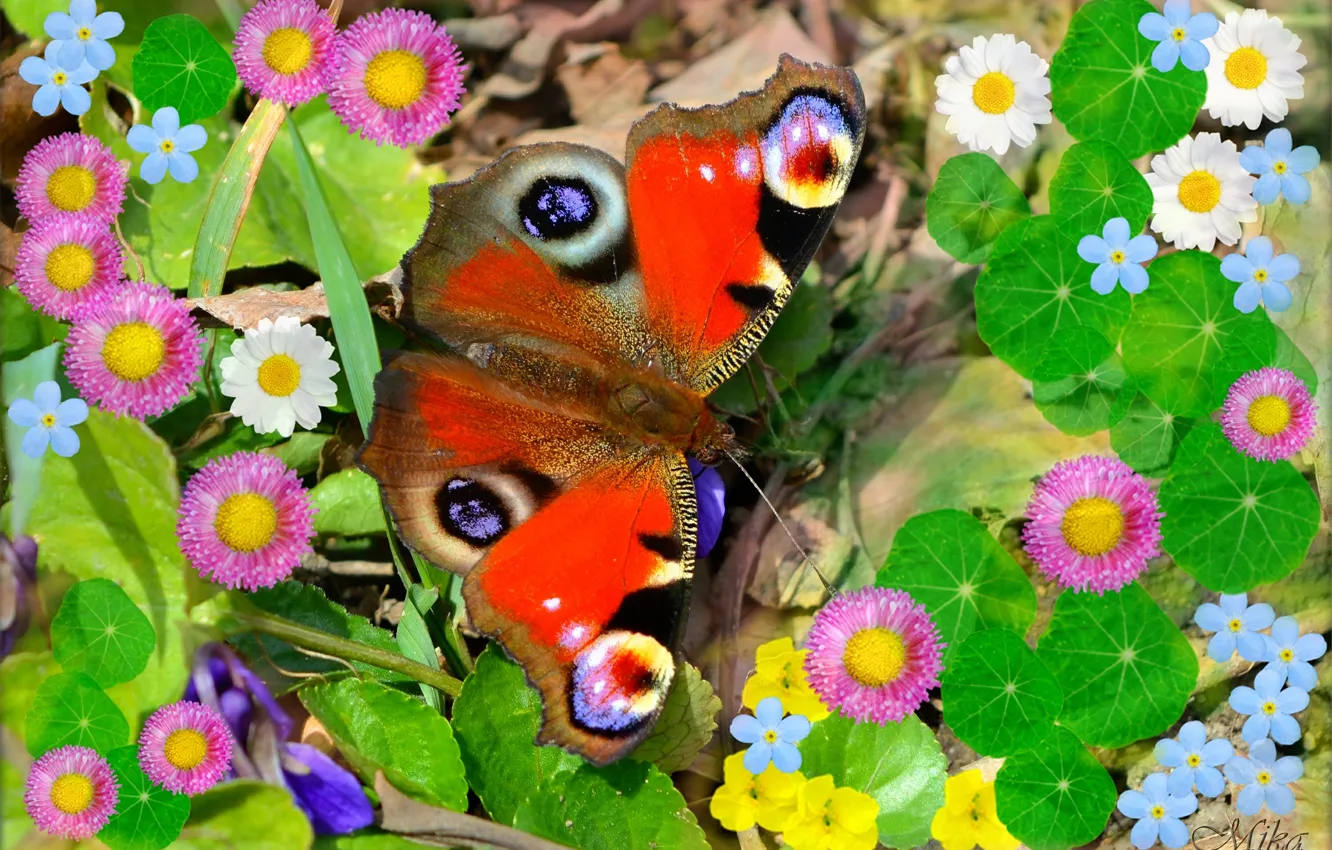 Фото обои Макро, Бабочка, Цветочки, Flowers, Butterfly