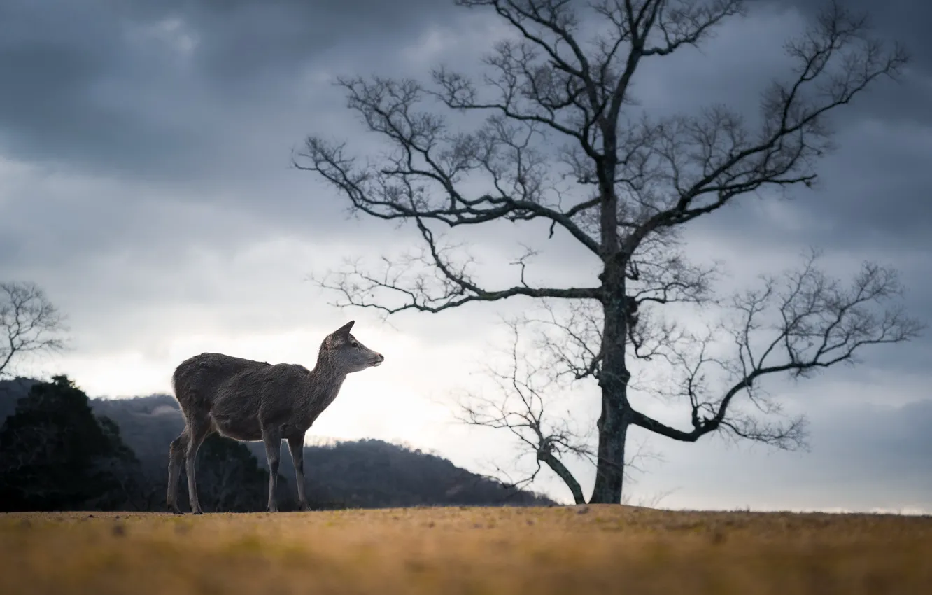 Фото обои Japan, Deer, Nara Park