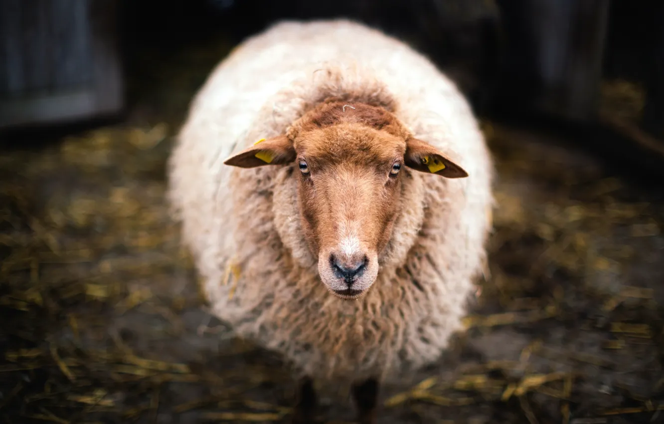 Фото обои взгляд, шерсть, овечка