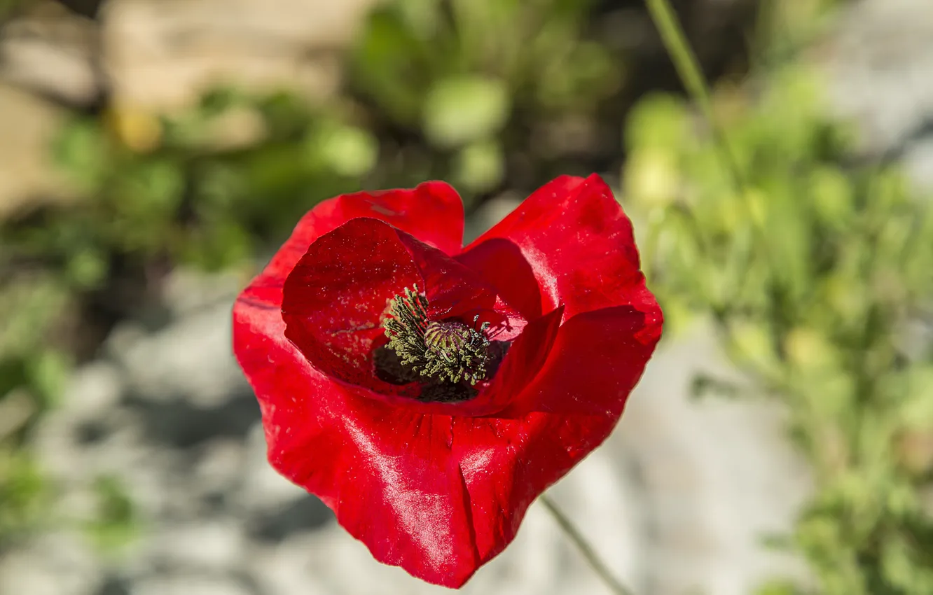 Фото обои Макро, Весна, Spring, Macro, Red poppy, Красный мак