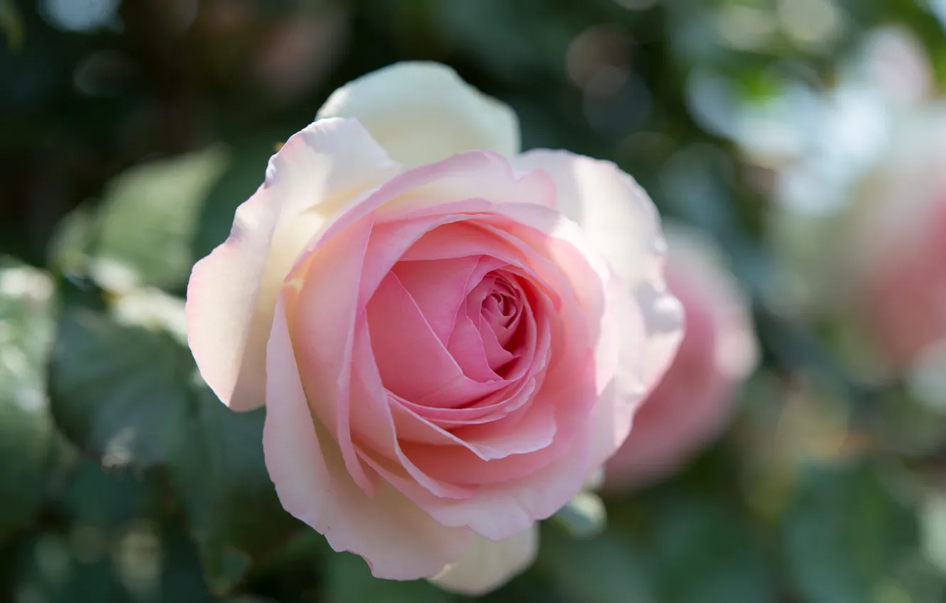 Фото обои розовый, нежность, роза
