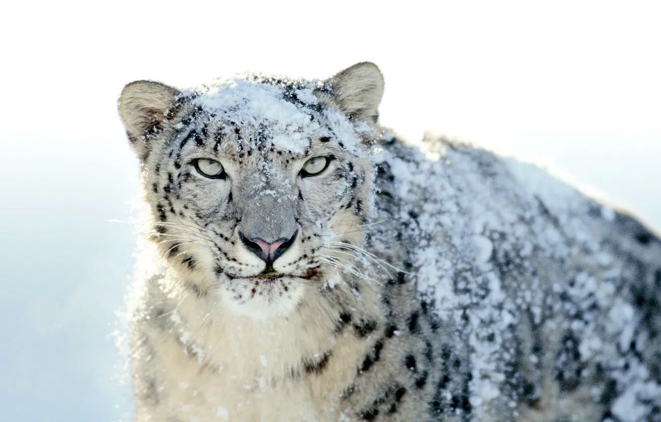 Фото обои снег, Snow Leopard, ирбис, снежный барс