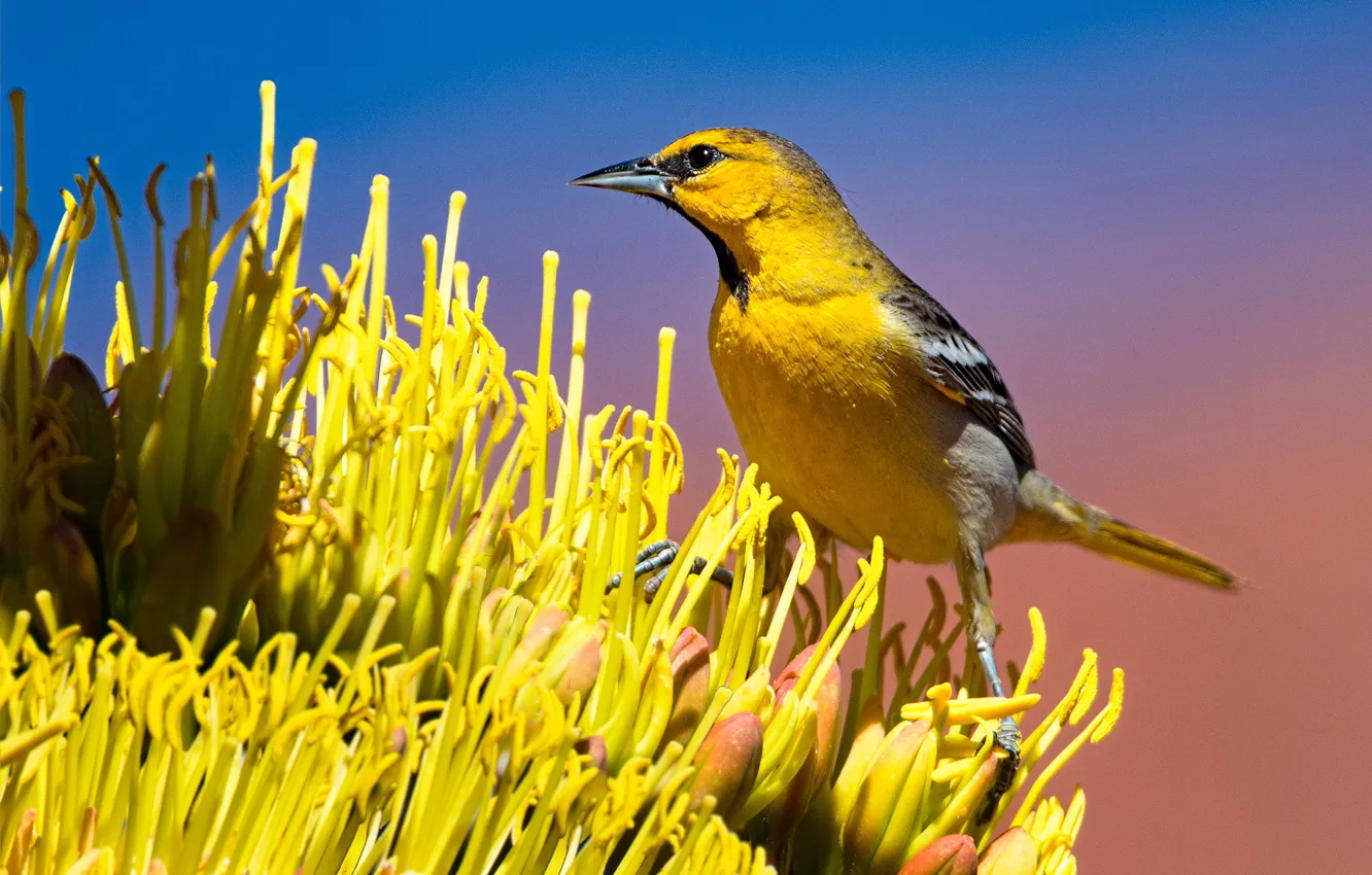 Фото обои цветок, птица, клюв, хвост, цветной трупиал Баллока