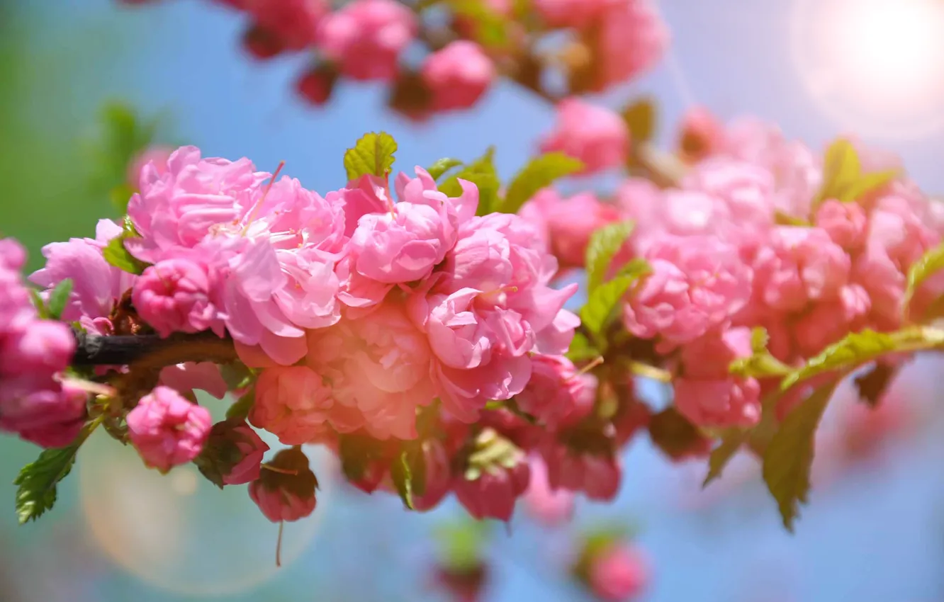 Фото обои весна, сакура, розовые, цветение