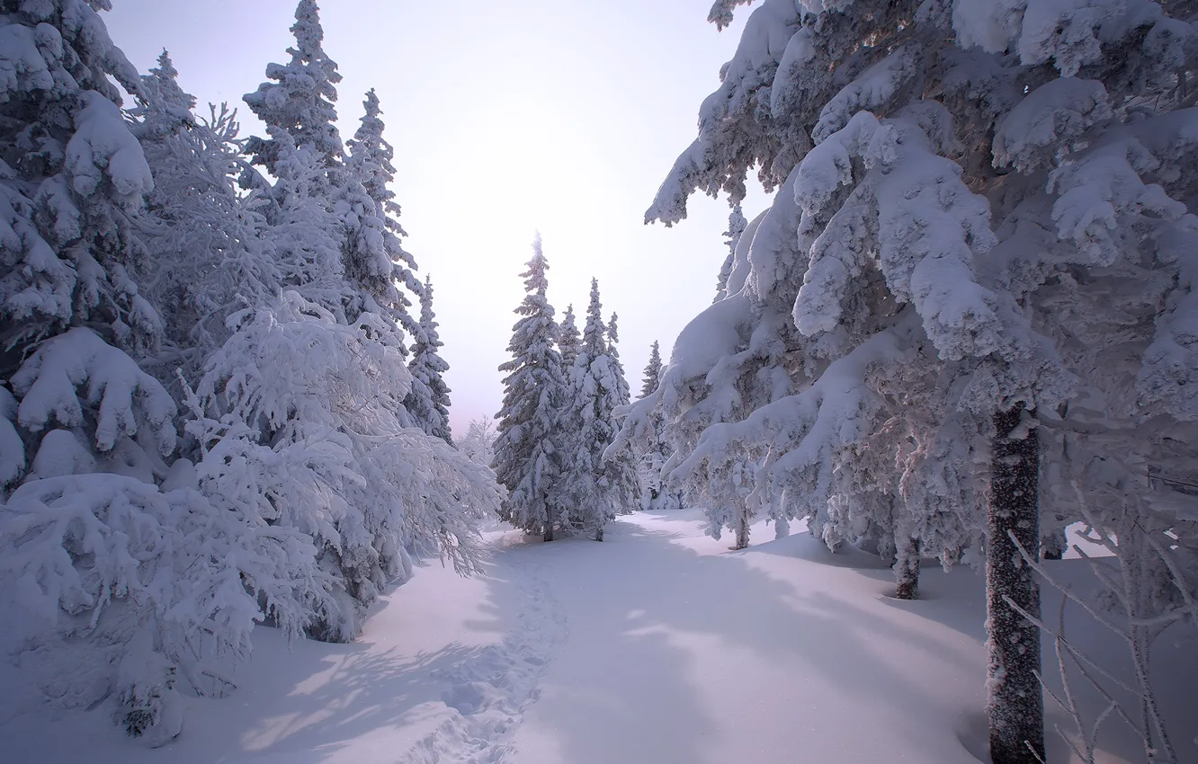 Фото обои зима, снег, елки, Владимир Кочкин