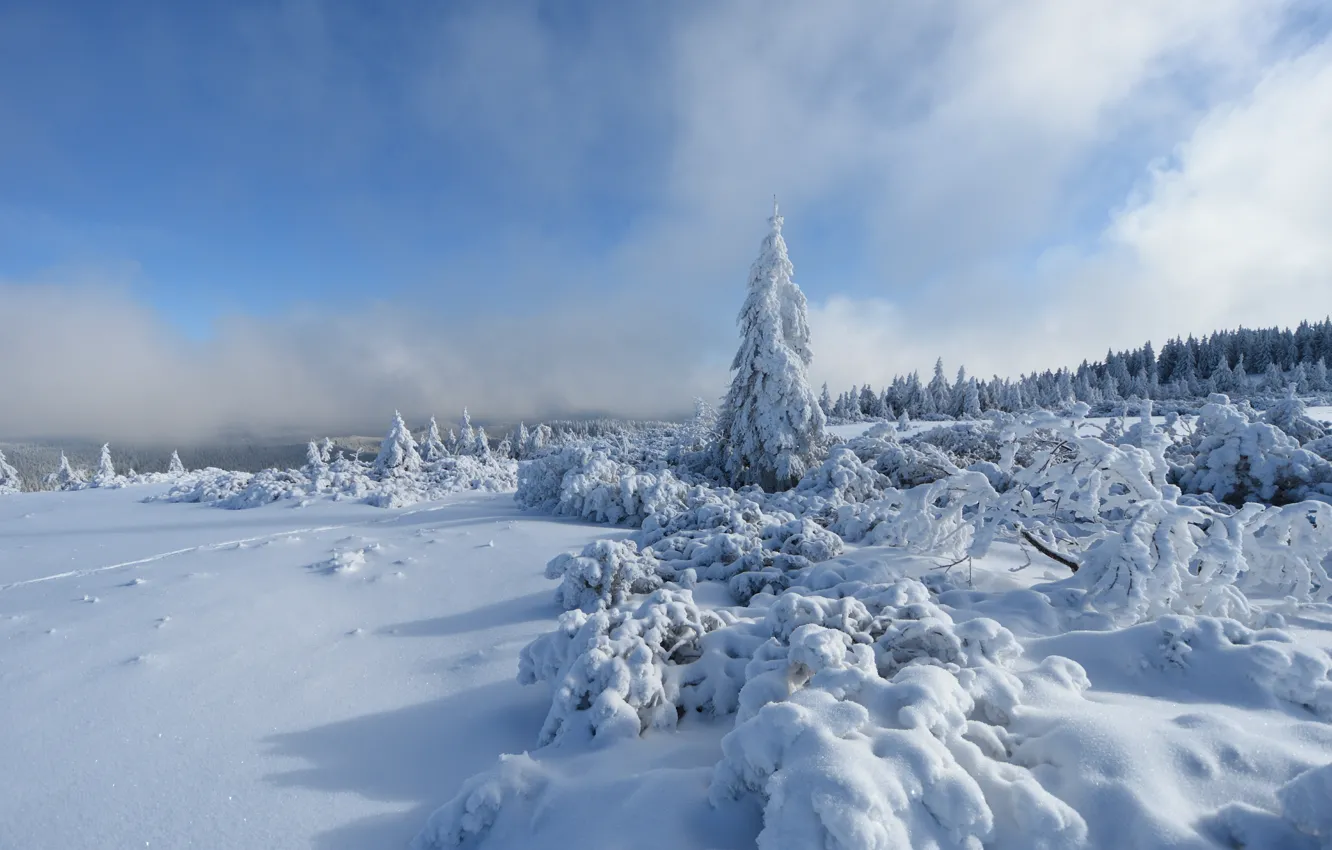 Фото обои Небо, Зима, Деревья, Снег, Лес, Мороз, Sky, Winter