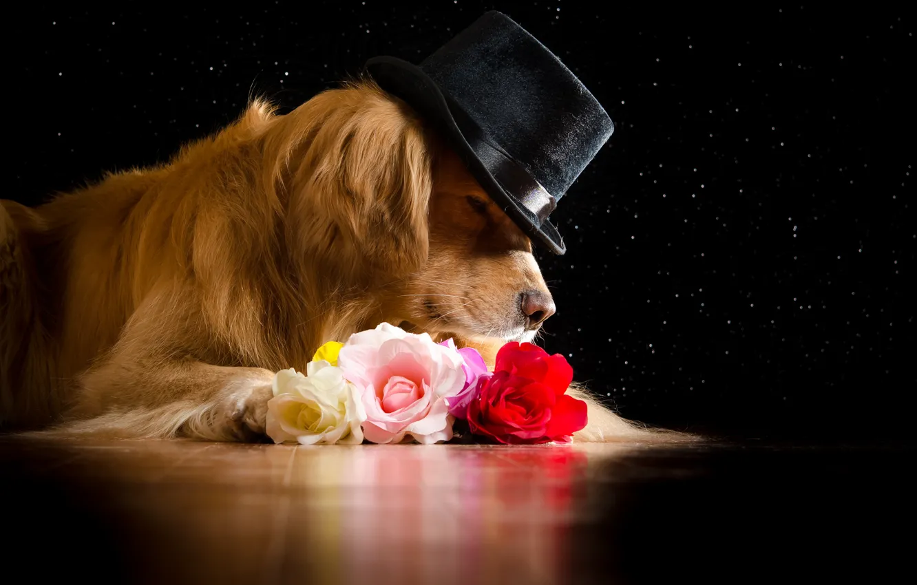 Фото обои морда, цветы, розы, шляпа, рыжий, лежит, черный фон, золотистый