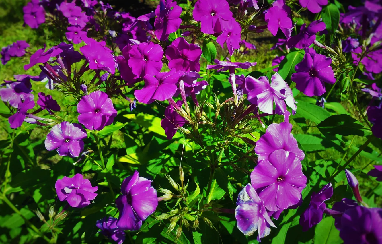 Фото обои лепестки, фиолетовые цветы, флоксы