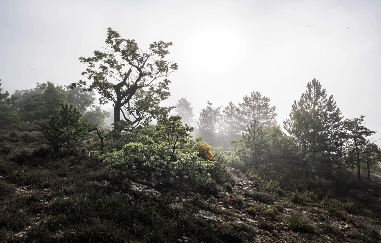 Фото обои туман, дерево, утро