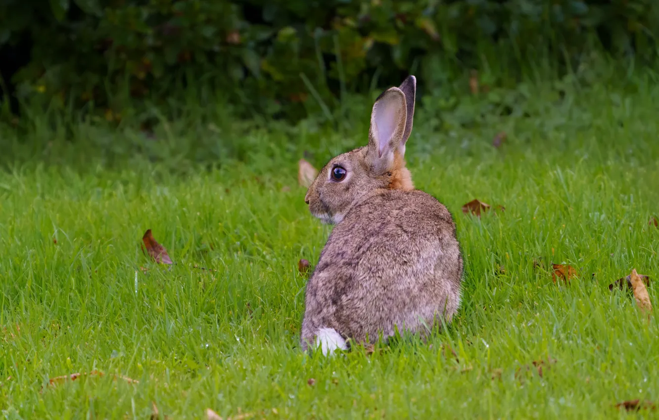 Фото обои трава, поляна, заяц, кролик
