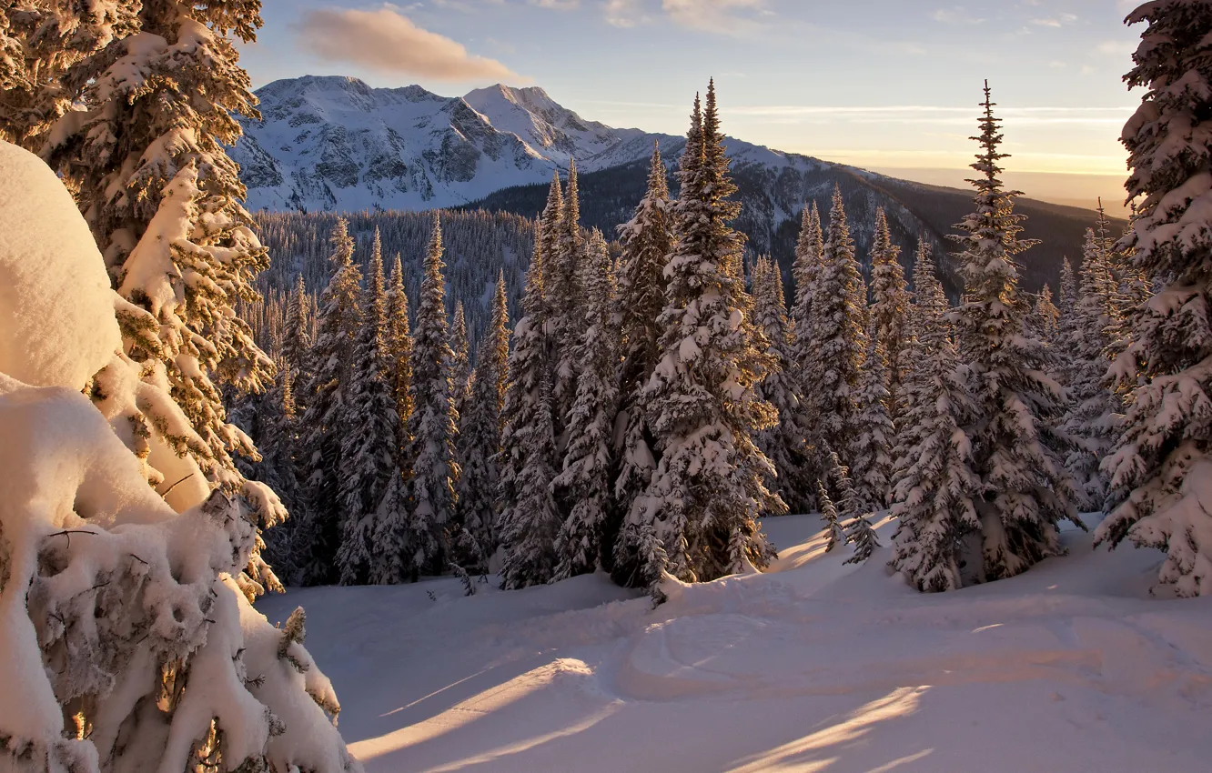 Фото обои зима, лес, солнце, снег, деревья, горы