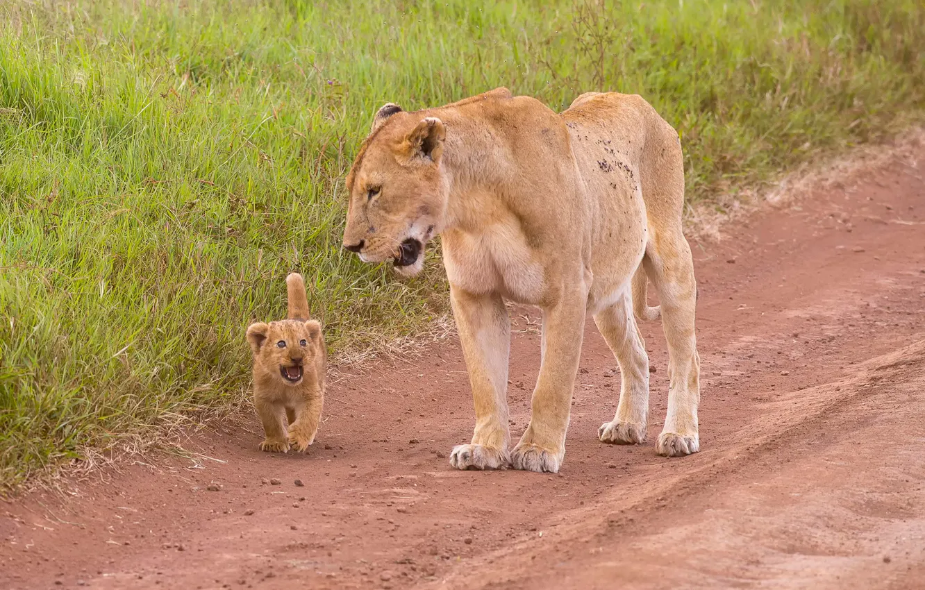 Фото обои львица, львёнок, Mother &ampamp; Child