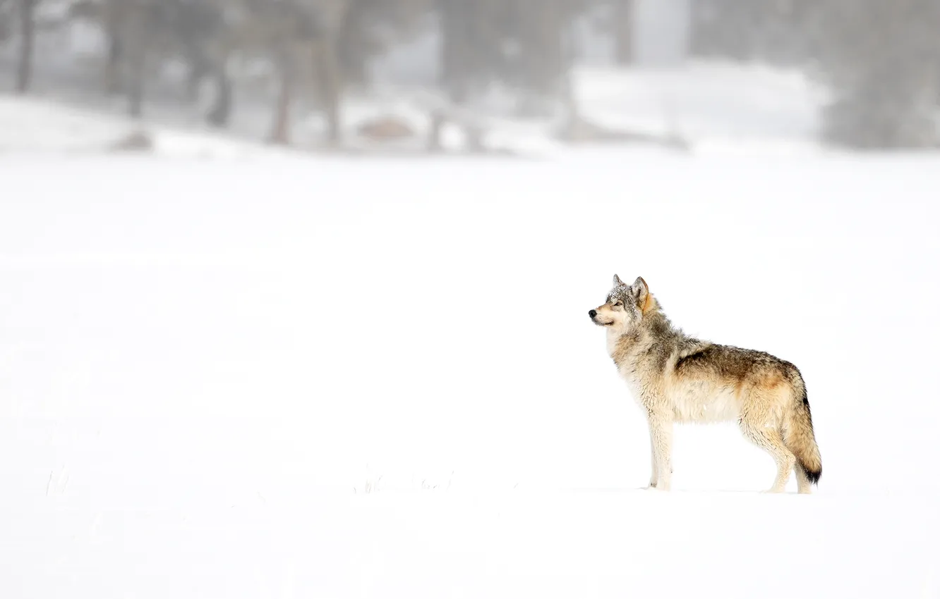 Фото обои fantasy, nature, art, snow, predator, face, animal, wolf