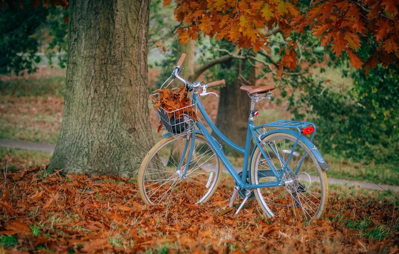 Фото обои осень, листья, синий, природа, велосипед, парк, дерево, ветви