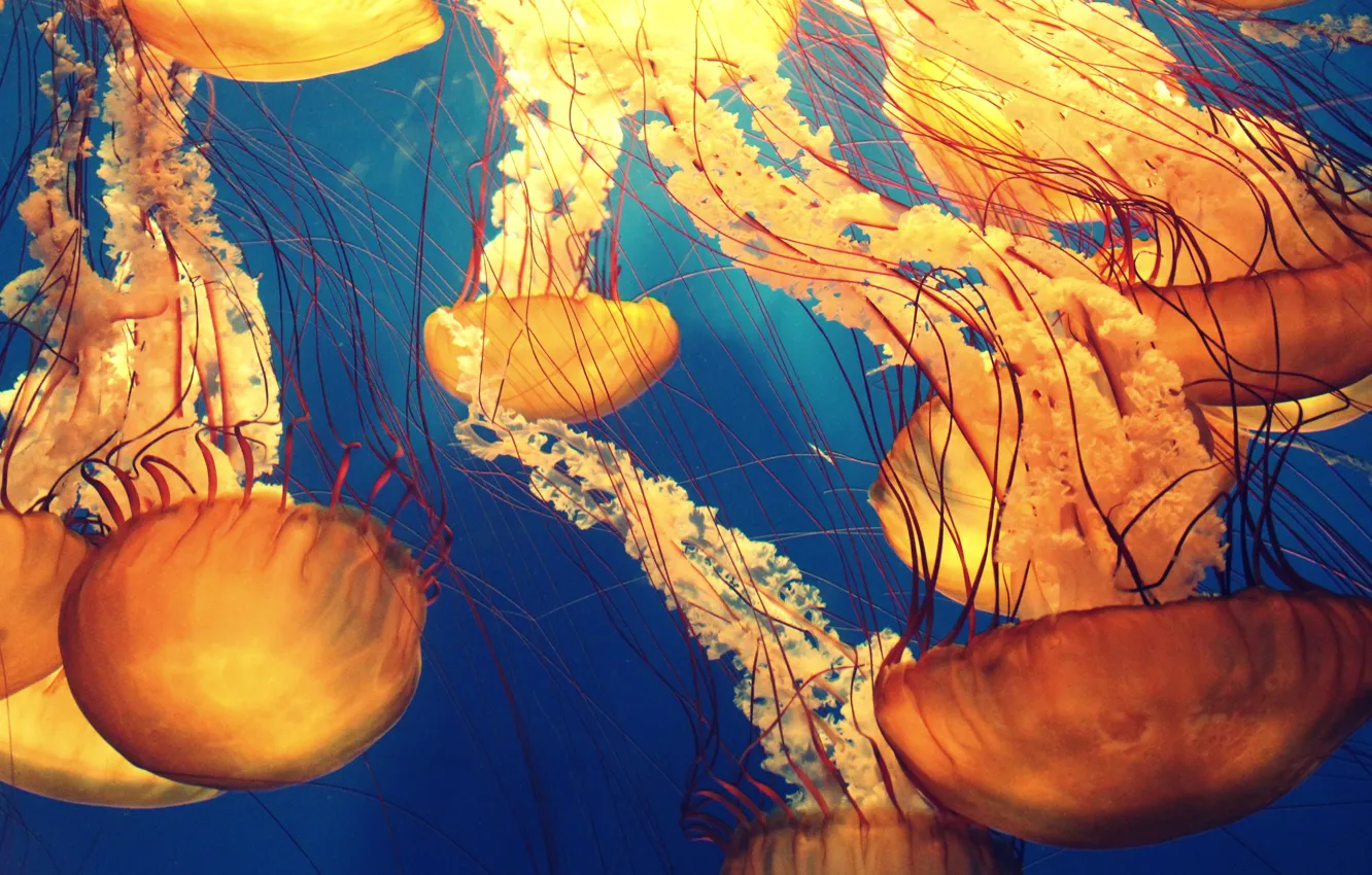 Фото обои красота, медузы, под водой, на глубине, Medusozoa