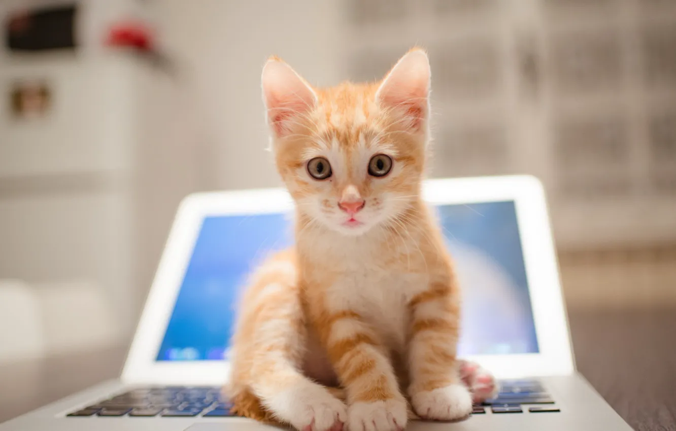 Фото обои размытость, ноутбук, рыжий котёнок