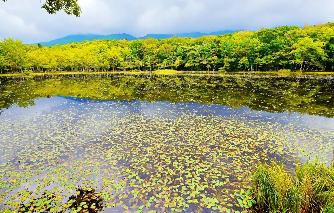 Фото обои листья, деревья, пруд, отражение, Япония, Japan, Shiretoko National Park