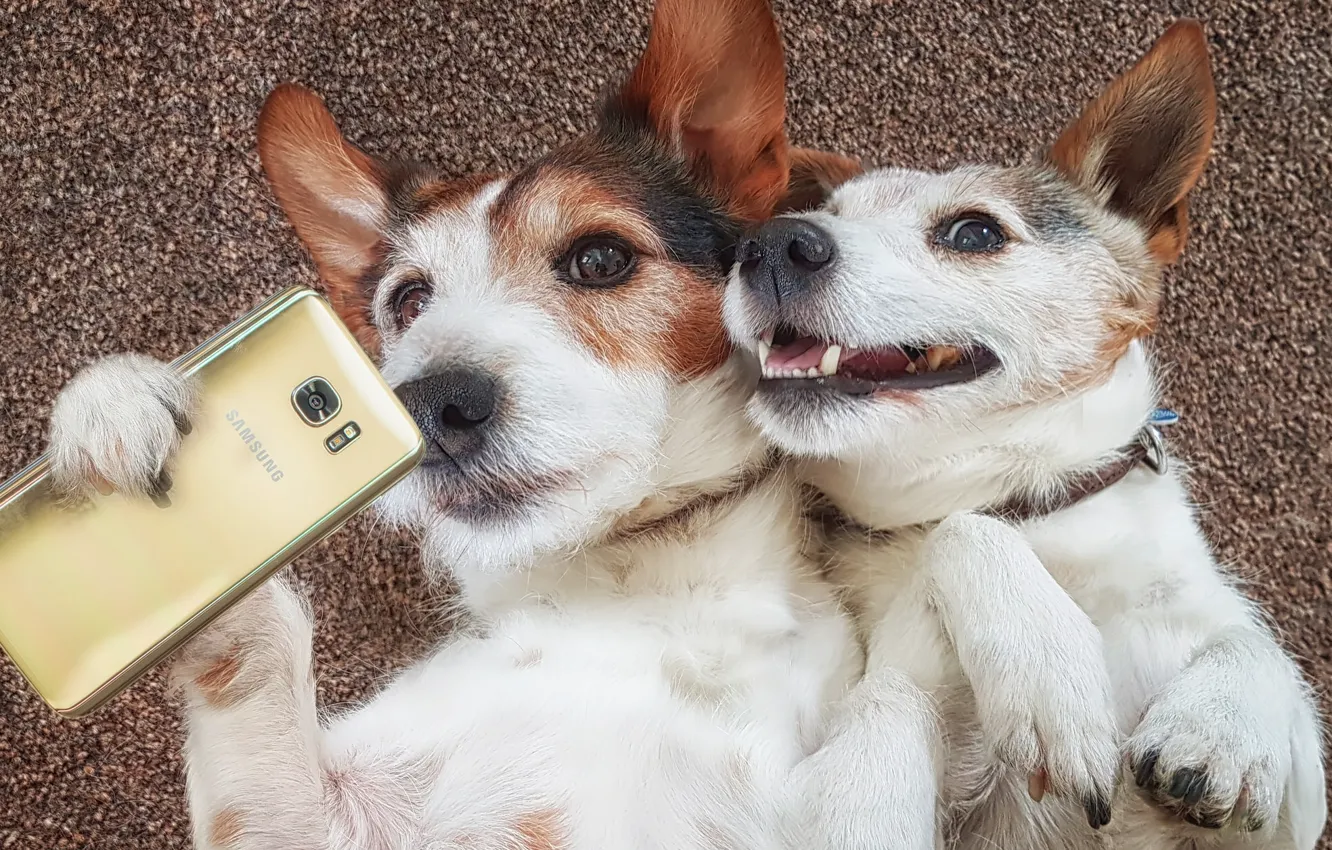 Фото обои собаки, настроение, ситуация, парочка, смартфон, селфи