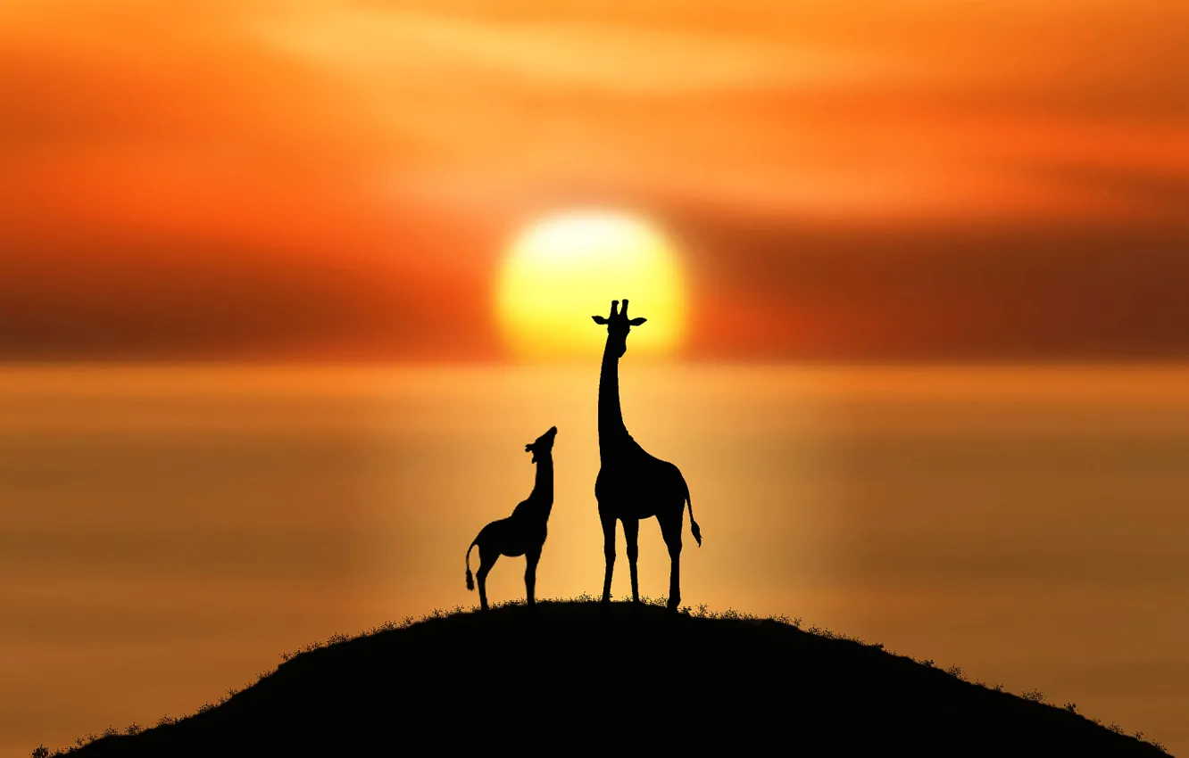 Фото обои солнце, жирафы, силуэты