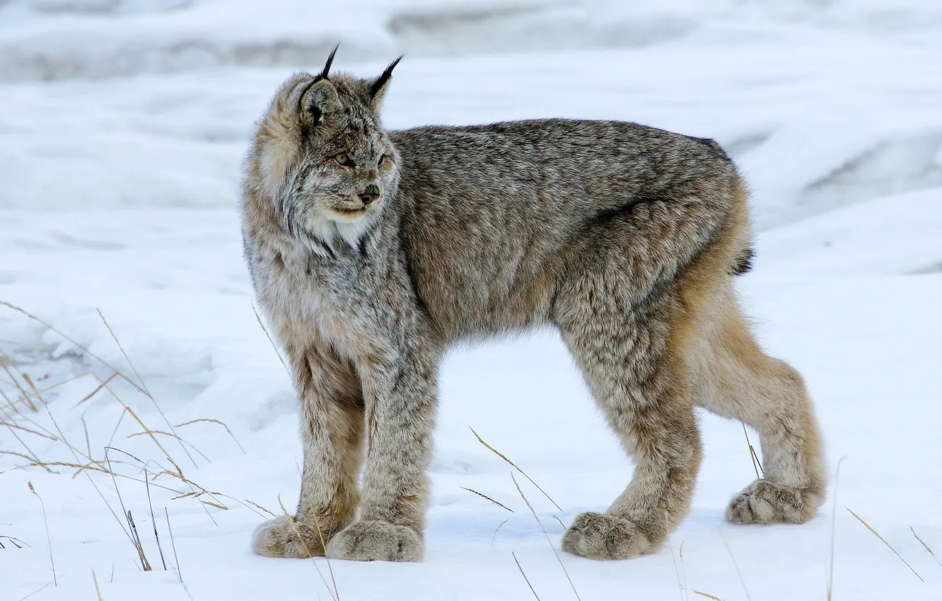 Фото обои снег, природа, Canada Lynx