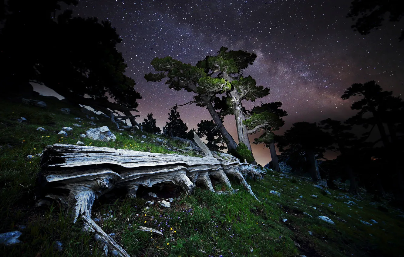 Фото обои звезды, деревья, ночь, камни, бревна, млечный путь, Italy, Pollino National Park