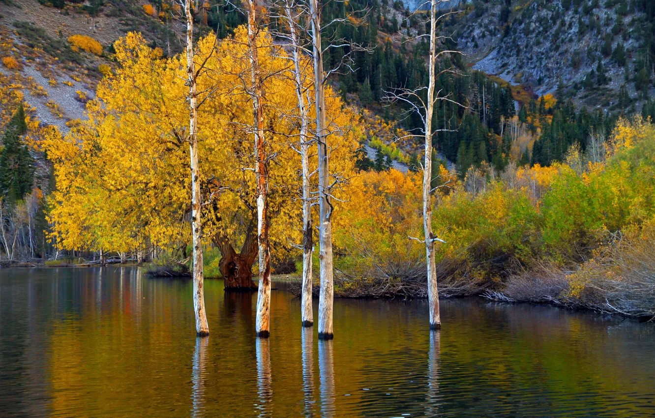 Фото обои осень, деревья, горы, озеро, Калифорния, США