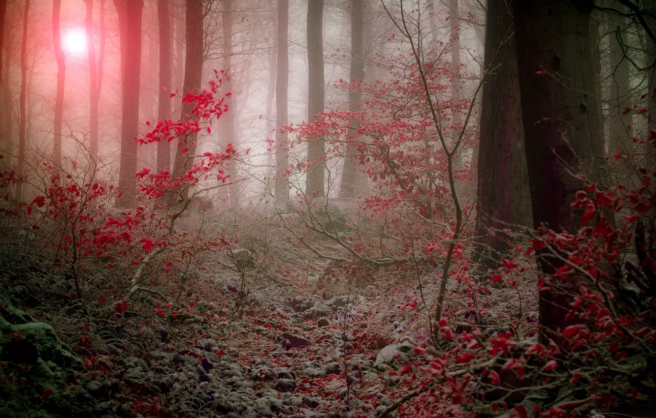 Фото обои лес, природа, туман