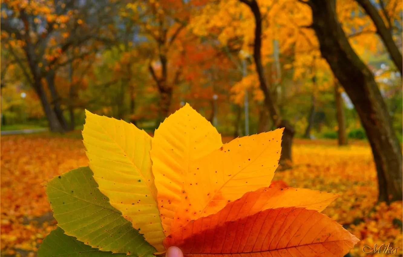 Фото обои Макро, Осень, Листья, Autumn, Colors, Macro, Leaves