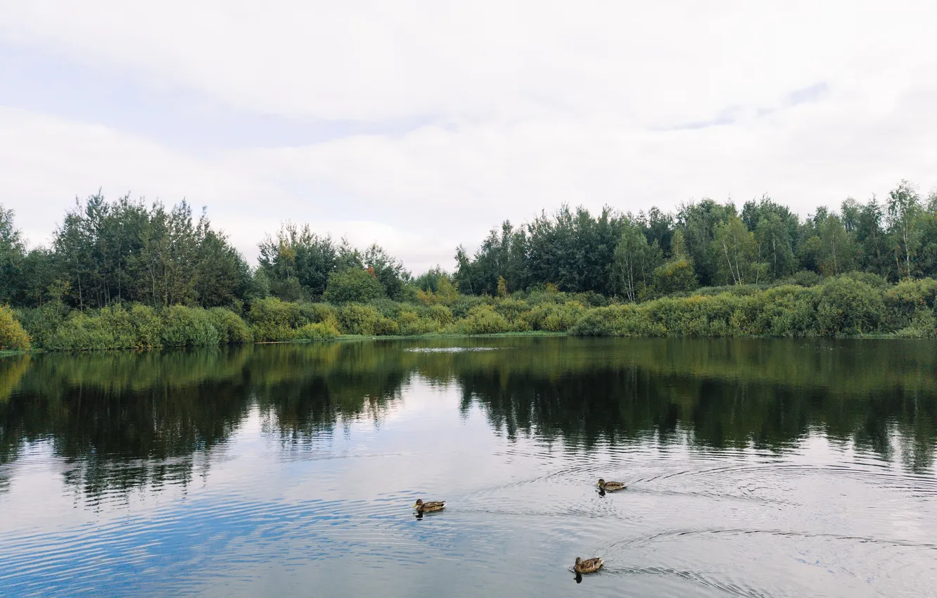 Фото обои осень, небо, облака, деревья, озеро, животное, птица, утки