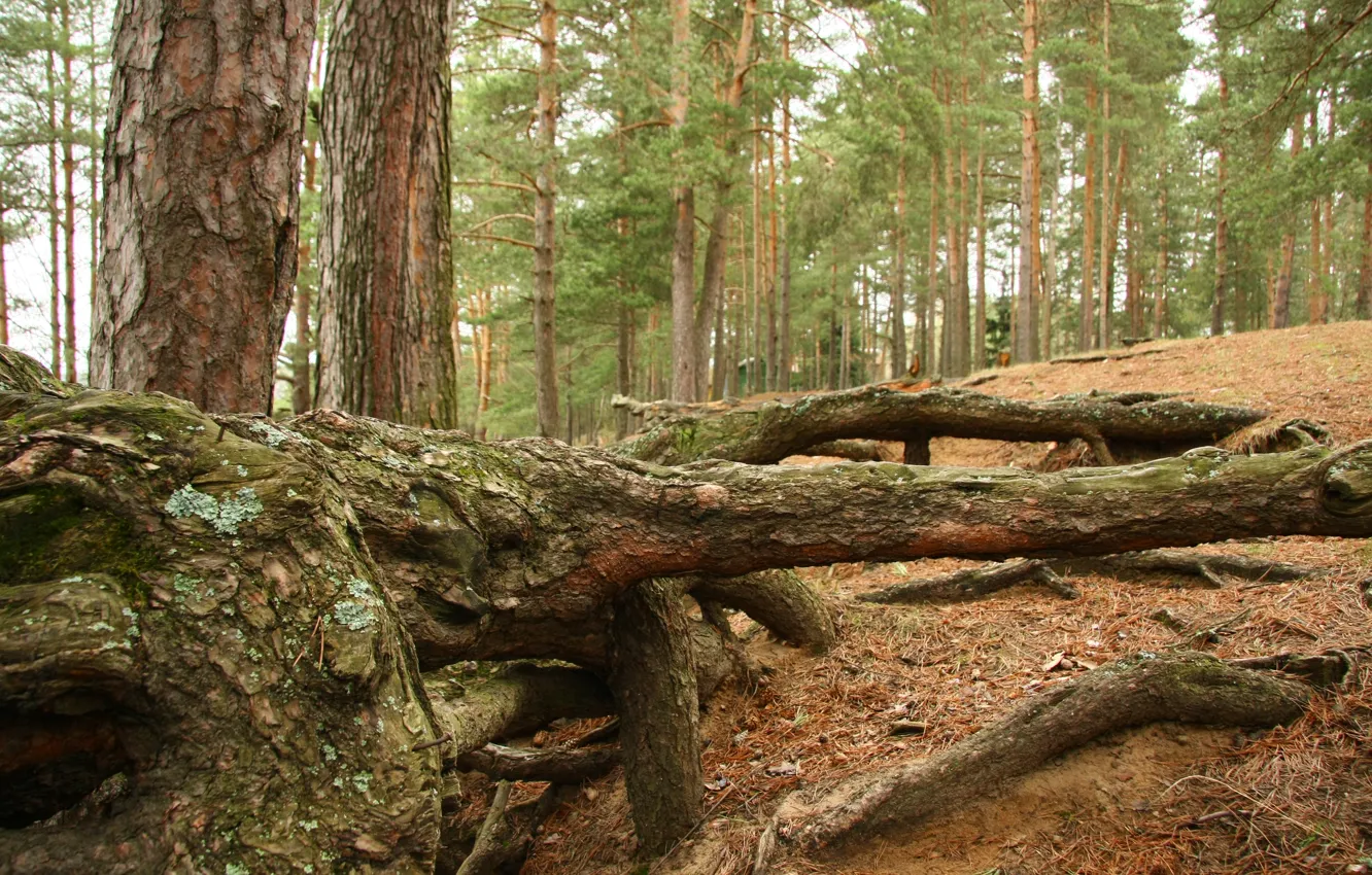 Фото обои лес, пейзаж, природа, корни, настроение, отдых, сосны, прогулка
