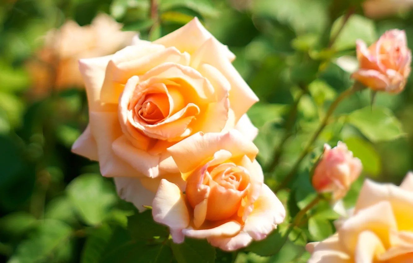 Фото обои макро, цветы, цвет, розы, размытость, оранжевые