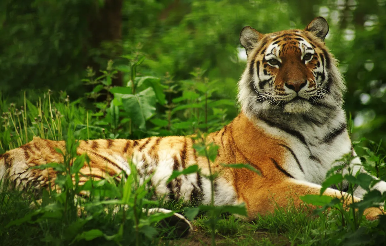 Фото обои зелень, тигр, лежит, боке