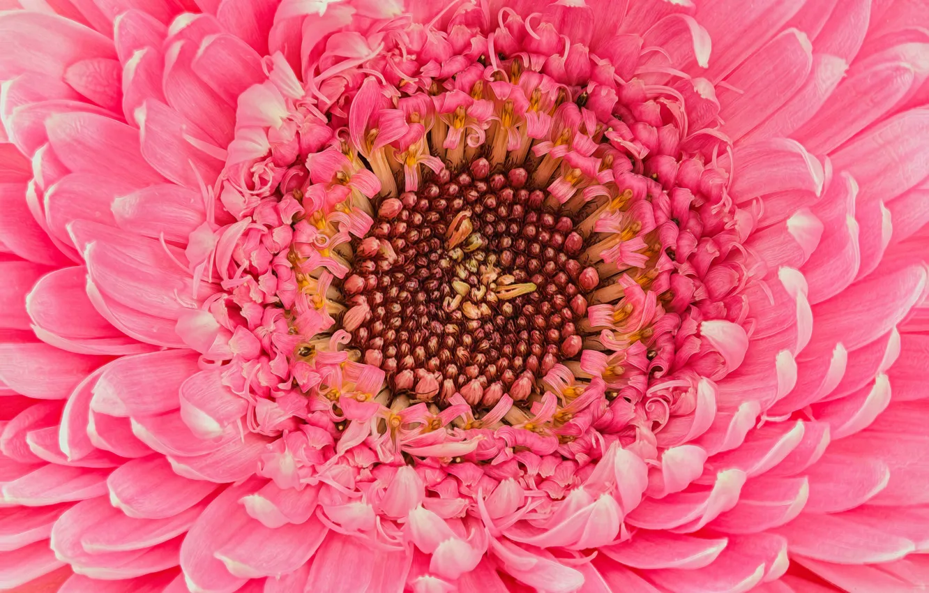 Фото обои цветок, розовый, гербера