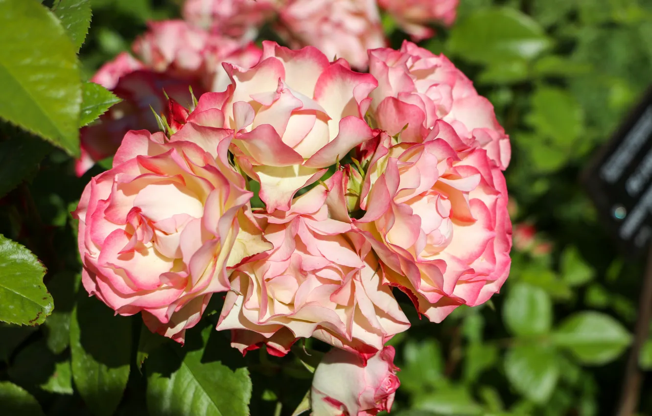 Фото обои цветы, розовый, розы, цветение