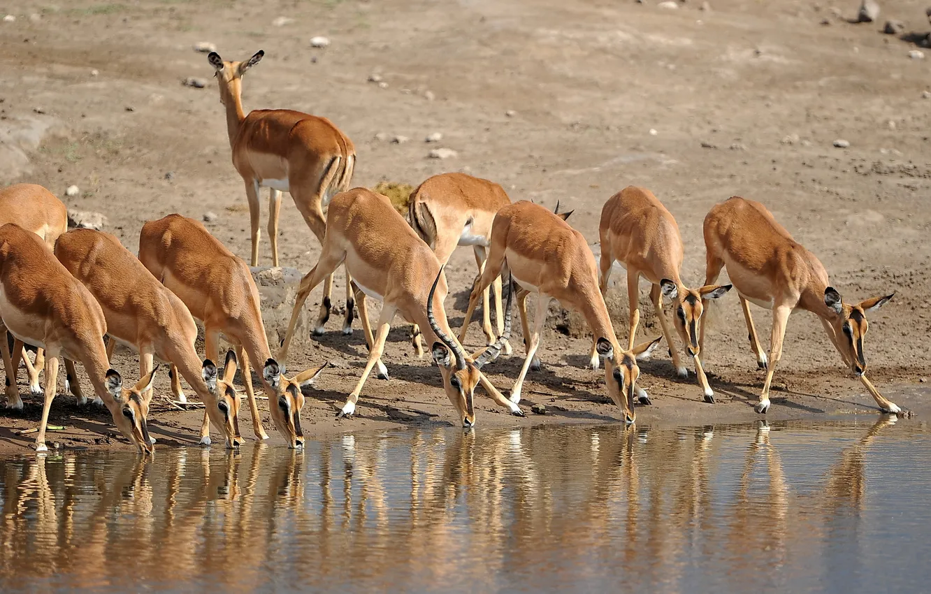 Фото обои природа, Намибия, антилопы