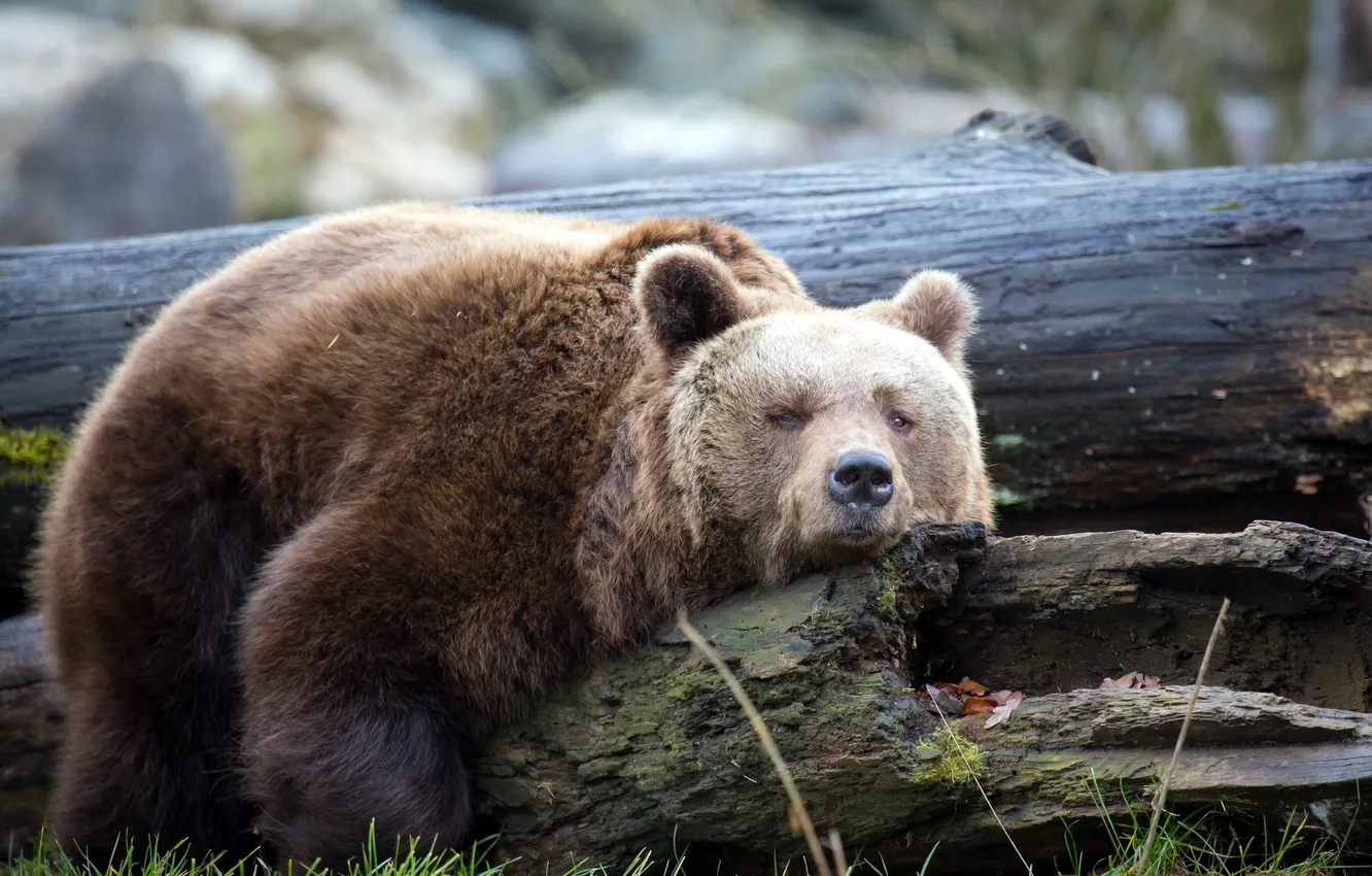 Фото обои природа, медведь, Brown bear