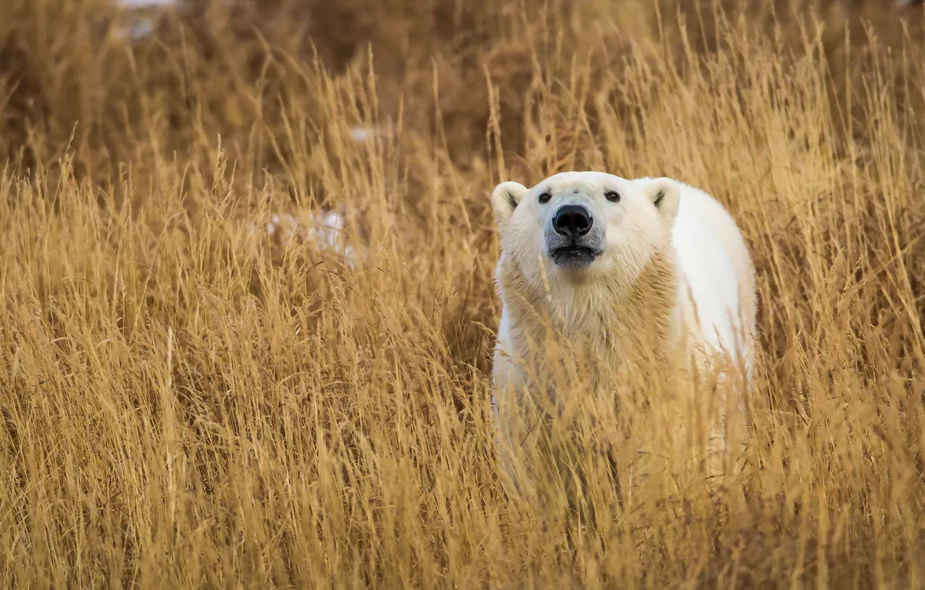 Фото обои Grass, nature, Polar Bears